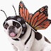 Animal Planet PET20101 Butterfly Dog Costume