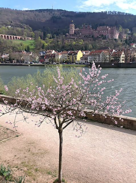 Heidelberger Schloss im Frühling