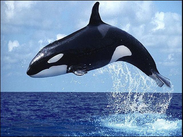  Gambar  Ikan Paus Terbesar Hitam  Putih  dari Jenis Orca 