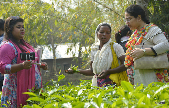 The tea worker is collecting the tender leaves of tea plants and talking to the students