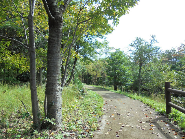 弥生の森遊歩道