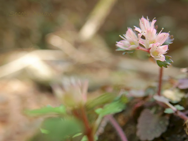 Chrysosplenium album