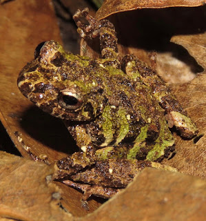 Pristimantis ventrimarmoratus