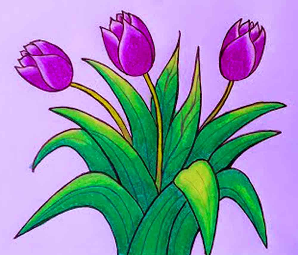 42 Gambar Sketsa Bunga Tulip  Berwarna yang Wajib 
