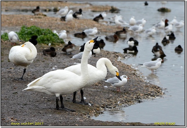 Slimbridge WWT - December
