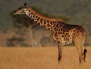 giraffe eating green bush