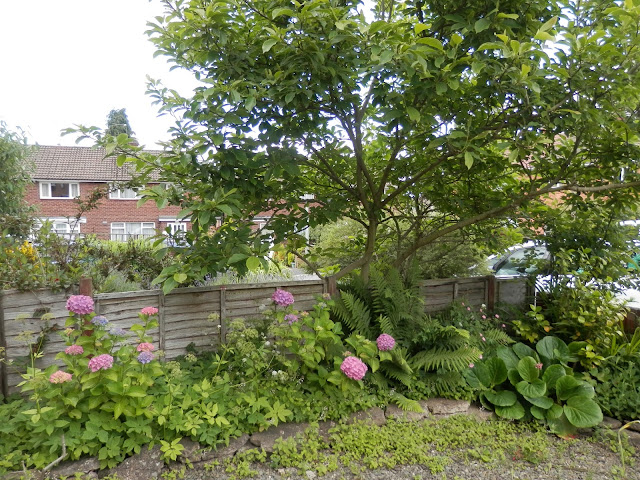 My garden, July 2016.  Diaries of a suburban, polyculture, food garden. secondhandsusie.blogspot.com #gardening #garden #polyculture #suburbangarden #growyourown