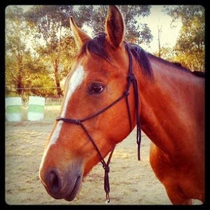 My Joey Boy