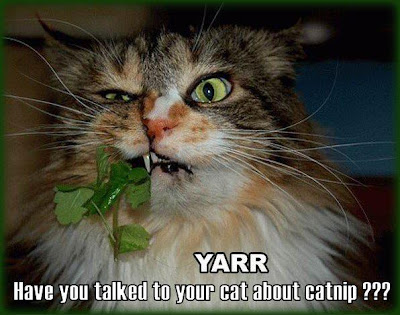 cat chewing on catnip