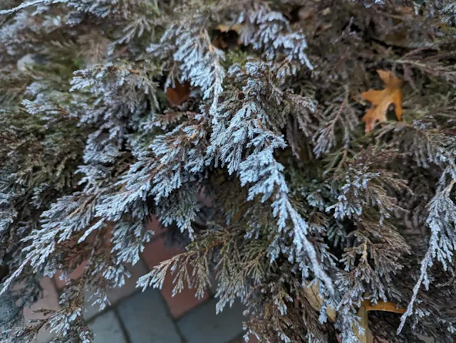 Bronzing on Juniper shrub in Winter with Silver Tips.