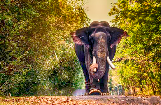 Kerala Elephants Images