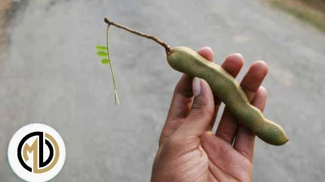 والتمر الهندي هو لب ثمار قرنية لنبات شجري دائم الخضرة سريع النمو يصل ارتفاعه إلى حوالي ثلاثة أمتار وأوراقه مركبة الأزهار عنقودية، صفراء اللون