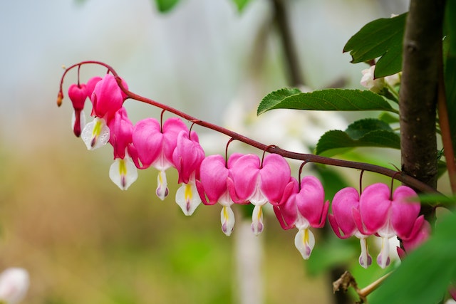 flora yang ada di jepang