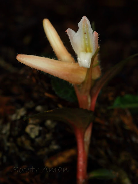 Goodyera biflora