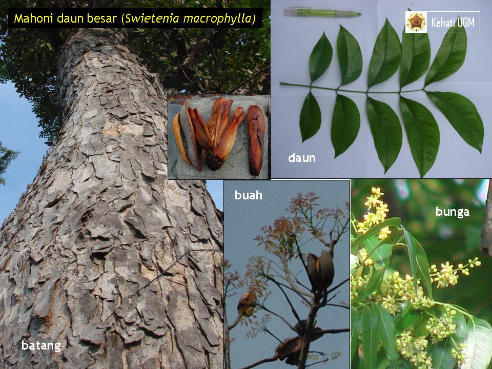 Kumpulan Makalah Morfologi Pohon Mahoni Daun Lebar