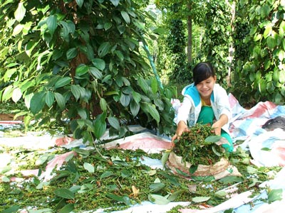 Thu hoạch tiêu