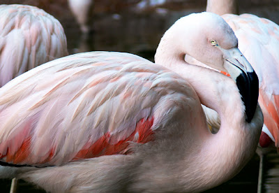 Chilean Flamingos at Zoo Atlanta