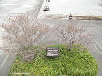 White enkianthus - Shosei-en Garden, Kyoto, Japan