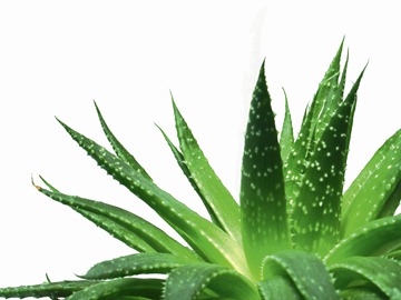 aloe-vera