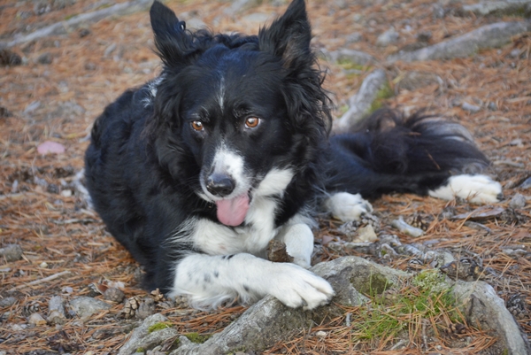 torevannet jomfruøya border collie