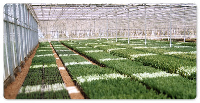 commercial greenhouse