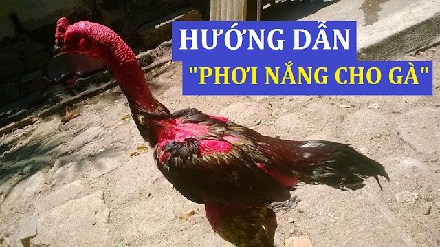 CHẾ ĐỘ TẬP LUYỆN ĐỂ CHỮA GÀ BỊ ỐM TRONG