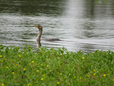 Gray Lodge Wildlife Area California birding hotspot