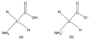 amino acid amphoteric