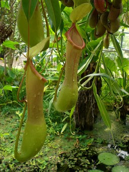 Plants Everywhere, Nepenthes