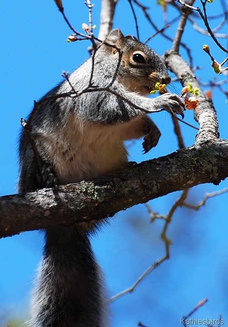 14. squirrel-kab