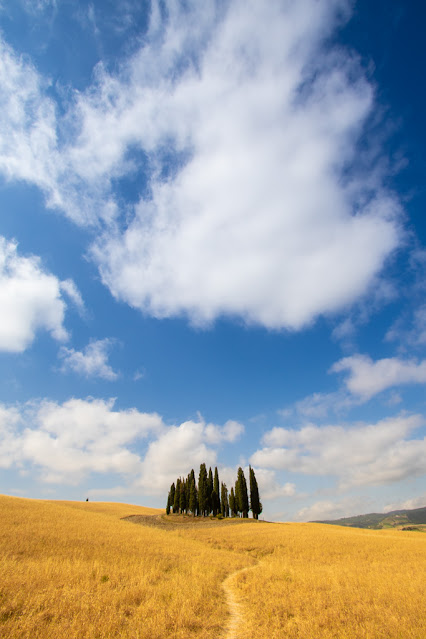 Cipressi di San Quirico d'Orcia