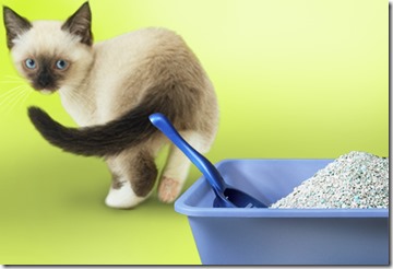 kitty and litter box