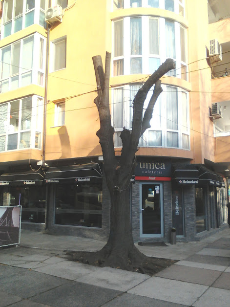 Yambol, Tree, Stripped, Smashed Windows, Wind,