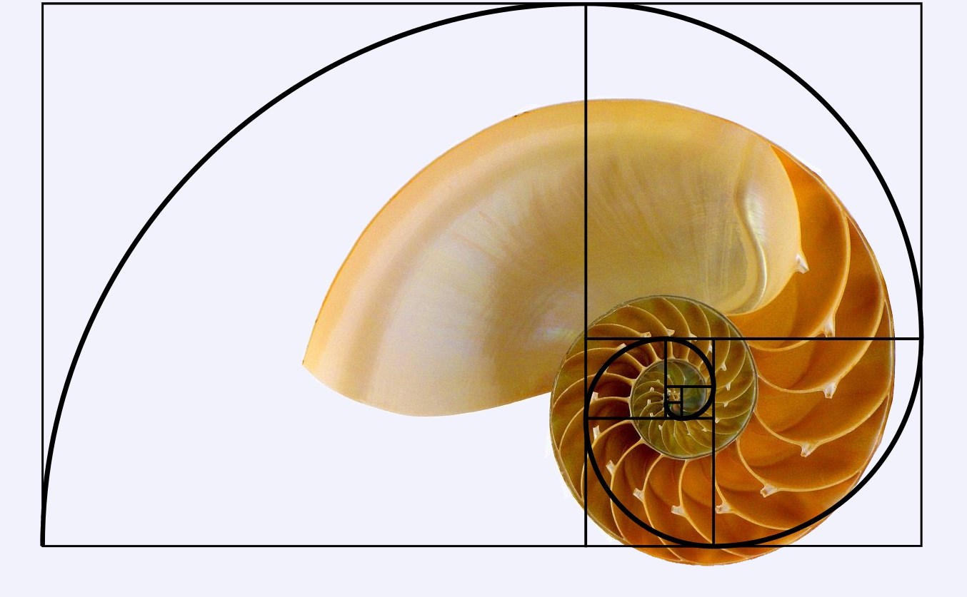 Kiwi Hellenist The Golden Ratio