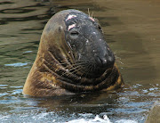 Grey Seal (grey seal image )