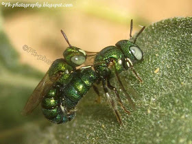 Cuckoo Wasps Mating Picture