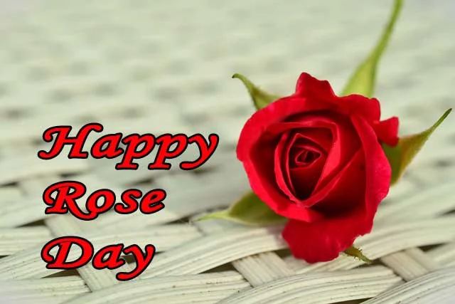 happy-rose-day-640-440