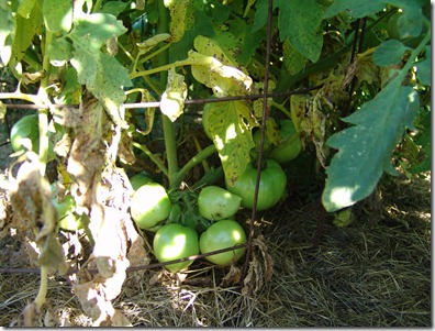 sweat, garden, squash and tomatoes 6-21 032