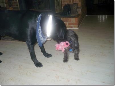 Rigg's&Sadie01-30-11b