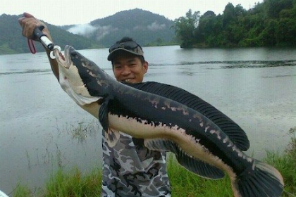 IKAN TOMAN