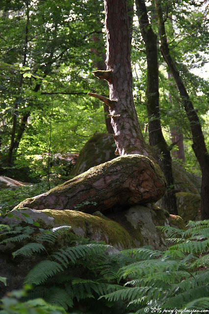 Pin sur rocher, Rocher Canon, Fontainebleau