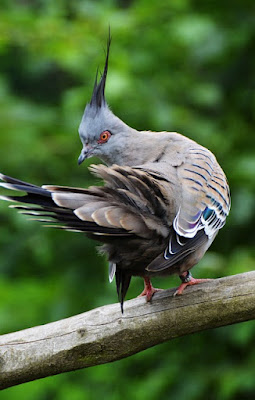 Pigeon