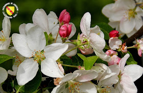 VILLERS-LES-NANCY (54) : Le jardin botanique du Montet-Pommier à fleurs