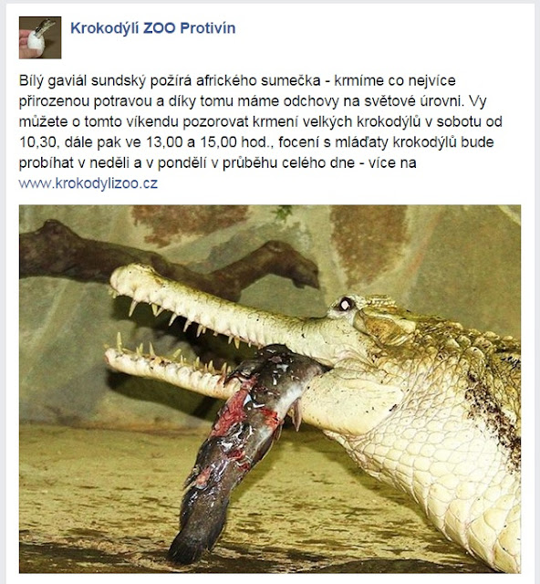 Krokodyli zoo Protivin