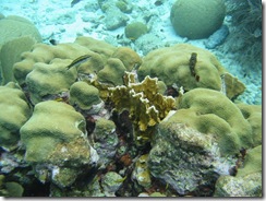 Bonaire