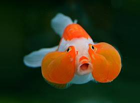 Bubble Eye Goldfish photo