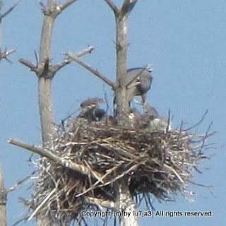 Great Blue Herons and Chicks