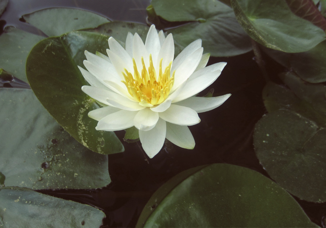 water lily