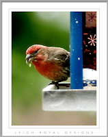 Red Finch Bird