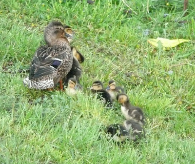 duck and ducklings